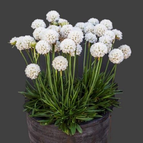 Armeria pseudoarmeria 'Ballerina White' - Laialehine merikann 'Ballerina White'
